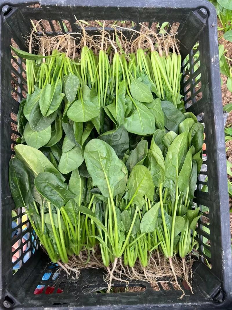 【实力商家】菏泽本地带根菠菜.供应市场商超电商