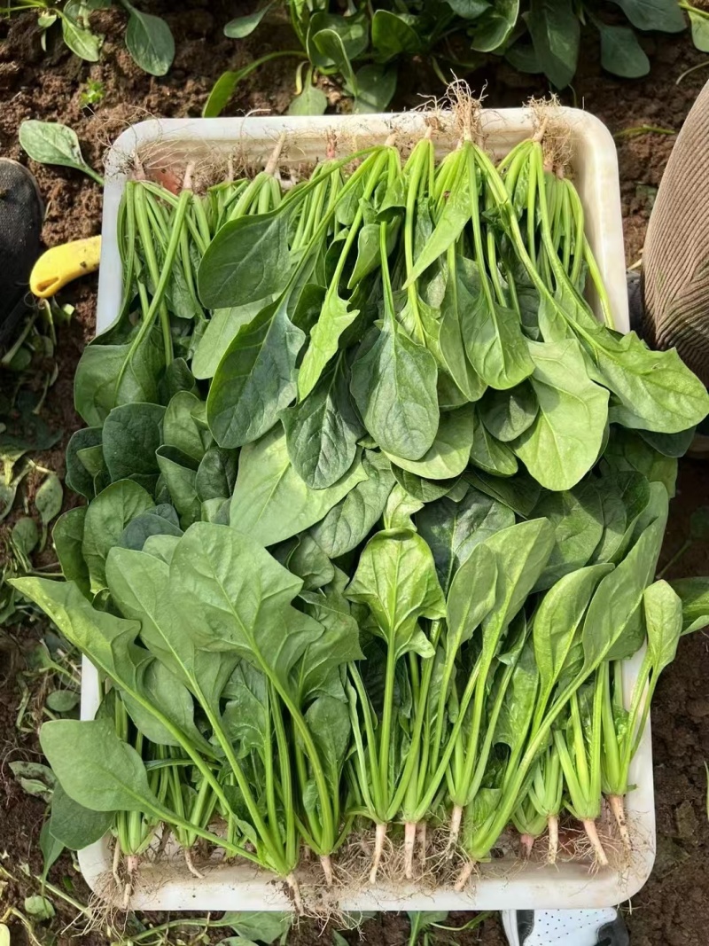 【实力商家】菏泽本地带根菠菜.供应市场商超电商