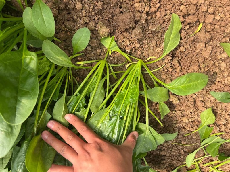 【实力商家】菏泽本地带根菠菜.供应市场商超电商