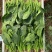 【实力商家】菏泽本地带根菠菜.供应市场商超电商