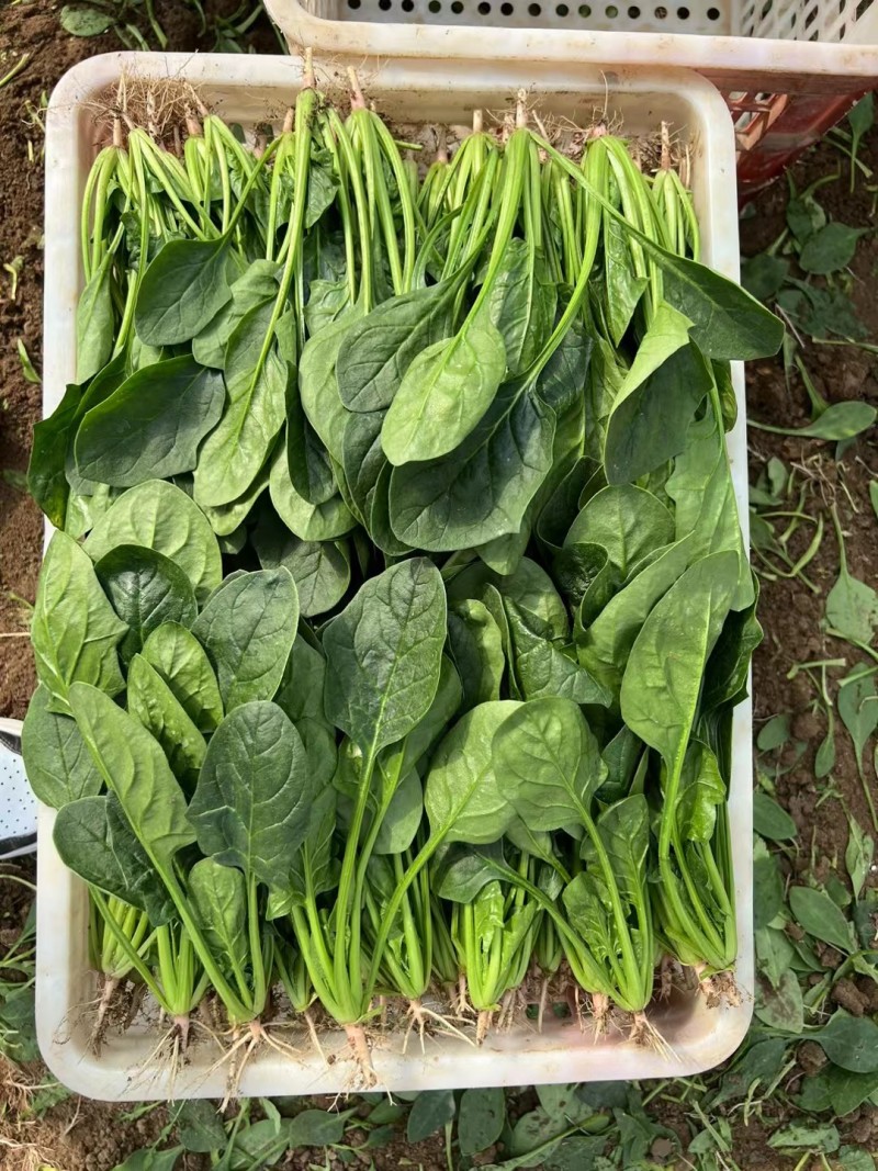 【实力商家】菏泽本地带根菠菜.供应市场商超电商