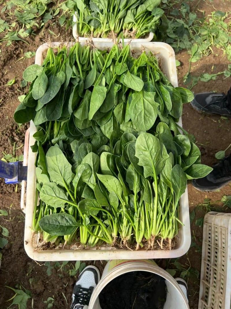 【实力商家】菏泽本地带根菠菜.供应市场商超电商