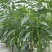 辣幺妹香辣线椒种子香辣味浓盆栽庭院阳台菜园种籽黄绿色辣椒