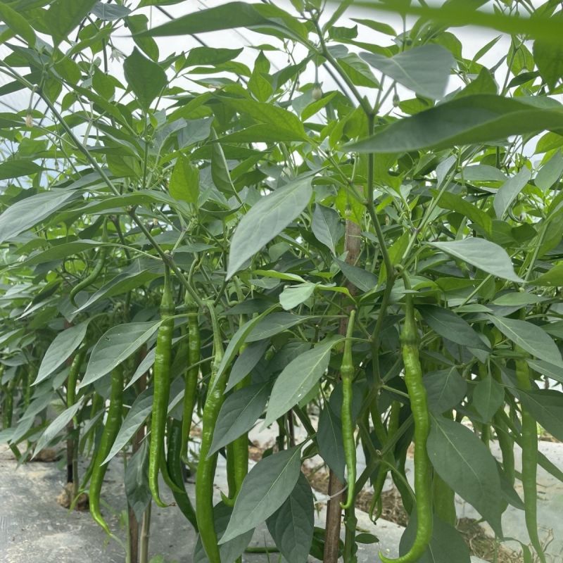 辣幺妹香辣线椒种子香辣味浓盆栽庭院阳台菜园种籽黄绿色辣椒