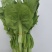 【实力商家】快菜苔子,一手货源,供应市场商超电商