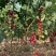 台南红圣小番茄种籽瀑布圣女果种子早熟无限生长型含糖高香甜