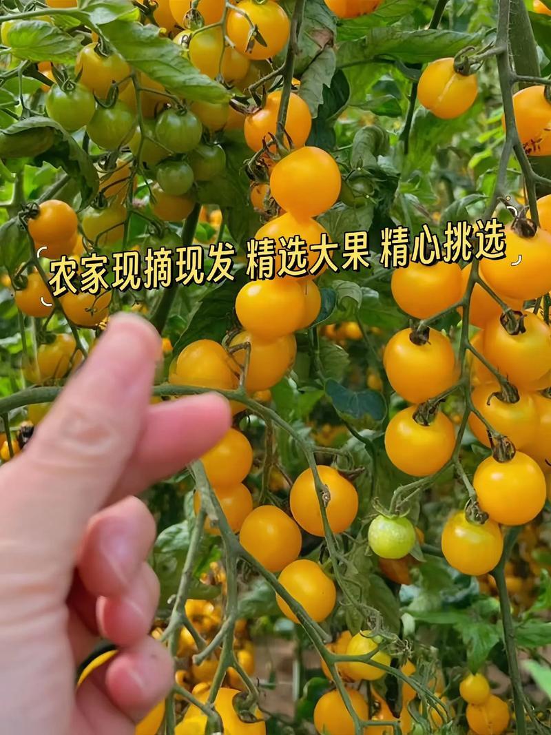 5斤亏本】广西圣女果生吃小番茄新鲜现摘非樱桃千禧西红柿孕