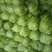 新鲜甘蓝白菜