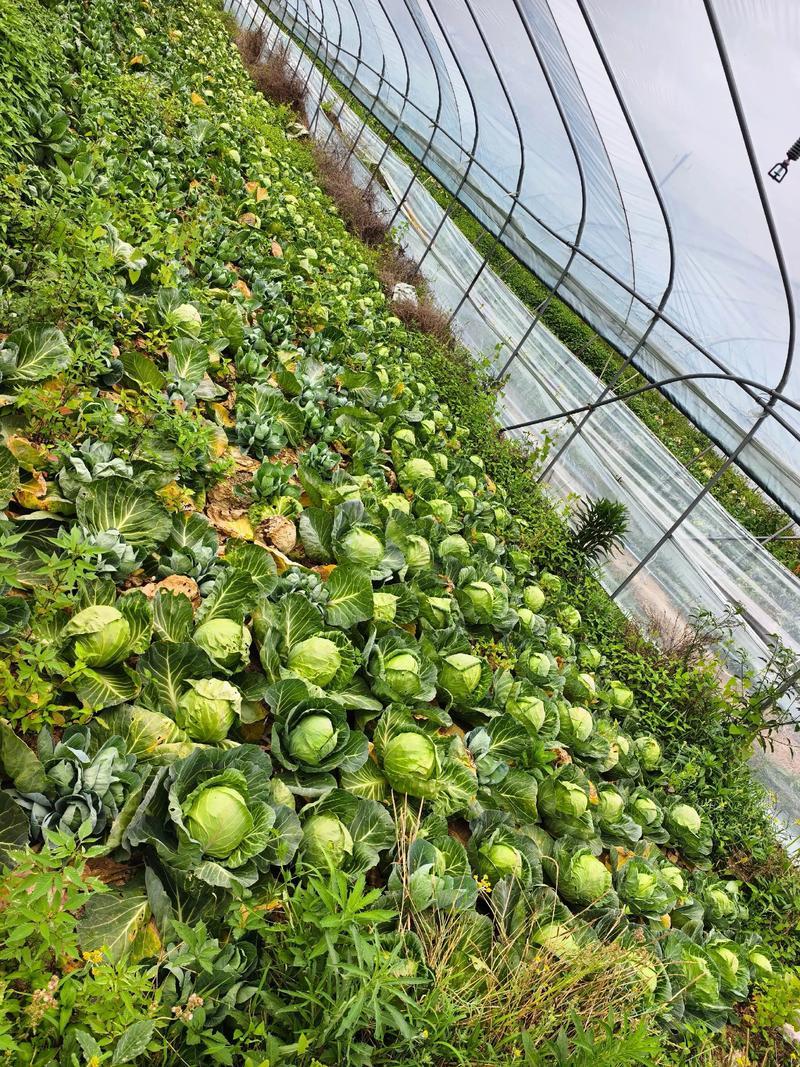 新鲜甘蓝白菜