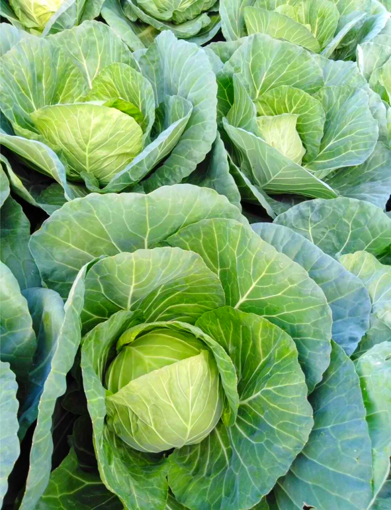 新鲜甘蓝白菜