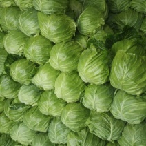 新鲜甘蓝白菜