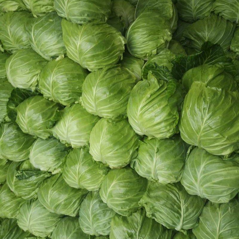 新鲜甘蓝白菜