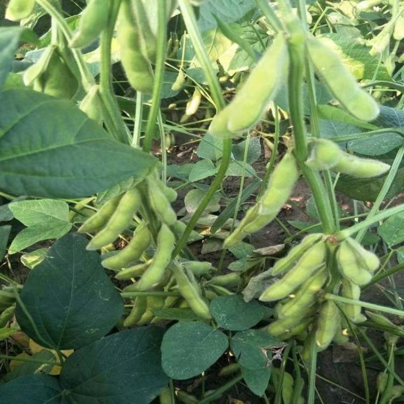 淮鲜7号毛豆种子早熟高产口感香甜柔糯大粒饱满抗病