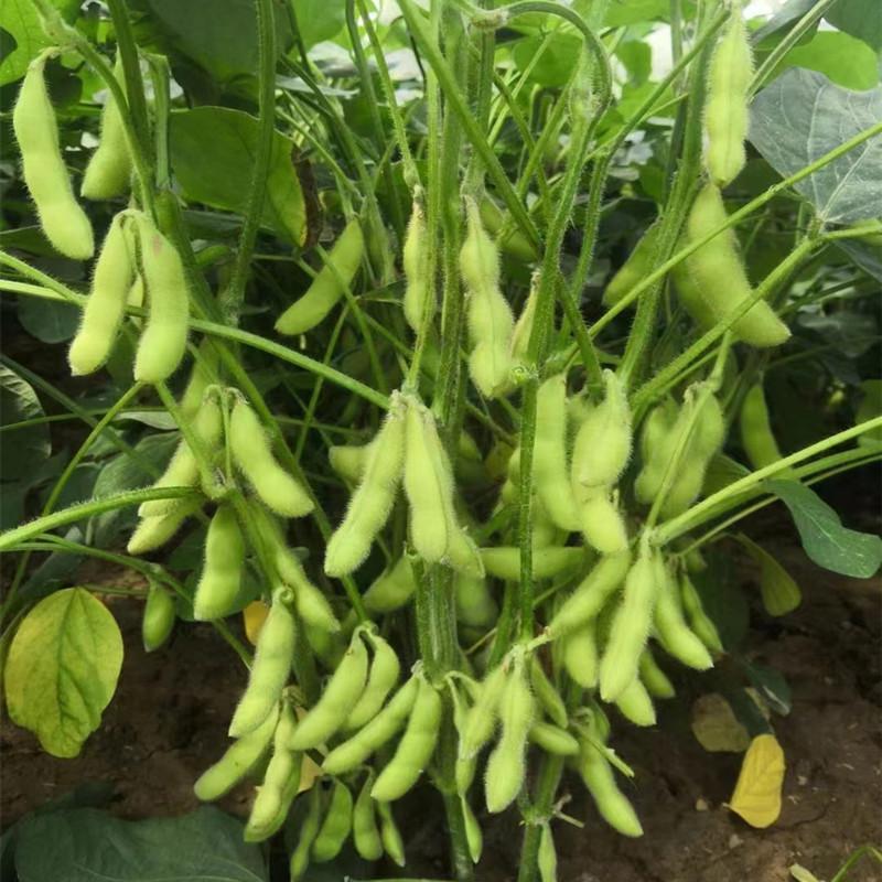 淮鲜7号毛豆种子早熟高产口感香甜柔糯大粒饱满抗病