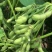 淮鲜豆7号早熟毛豆种子菜用甜毛豆种籽大青豆