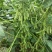 淮鲜豆7号早熟毛豆种子菜用甜毛豆种籽大青豆