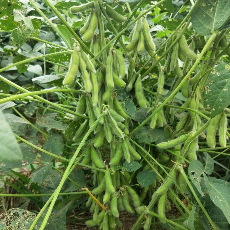 淮鲜豆7号早熟毛豆种子菜用甜毛豆种籽大青豆