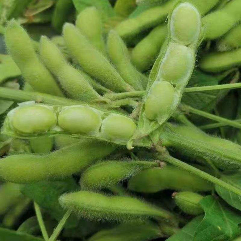 淮鲜豆7号早熟毛豆种子菜用甜毛豆种籽大青豆
