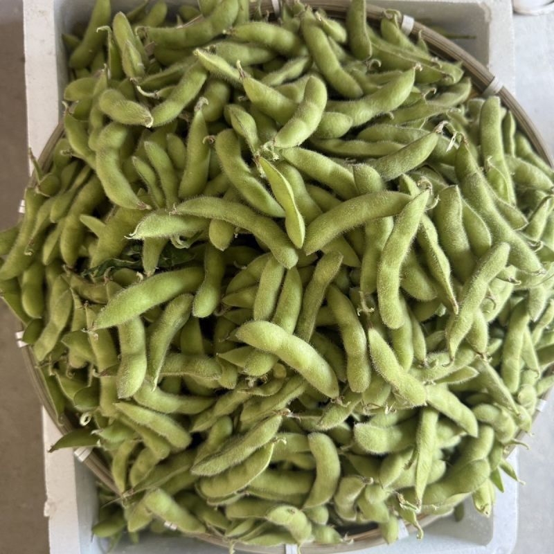 淮鲜豆7号早熟毛豆种子菜用甜毛豆种籽大青豆
