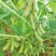 淮鲜豆7号早熟毛豆种子菜用甜毛豆种籽大青豆