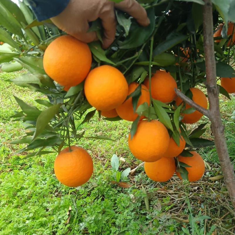 长叶香橙
