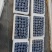 T新品种蓝莓，个头大，果粉好，口感甜，市场发展好。