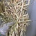 进口羊草料牛草料马草料