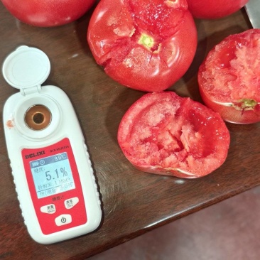 大口感西红柿有货，无土栽培的