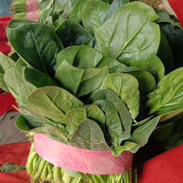 大叶菠菜