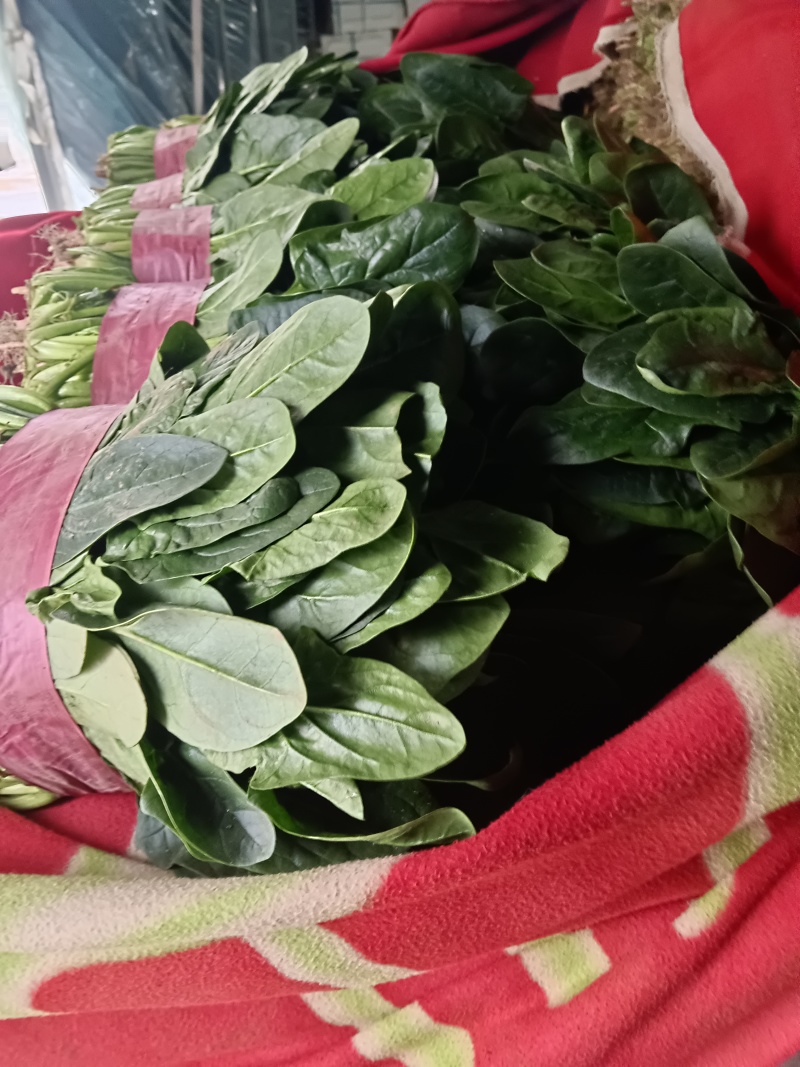 大叶菠菜