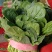 大叶菠菜