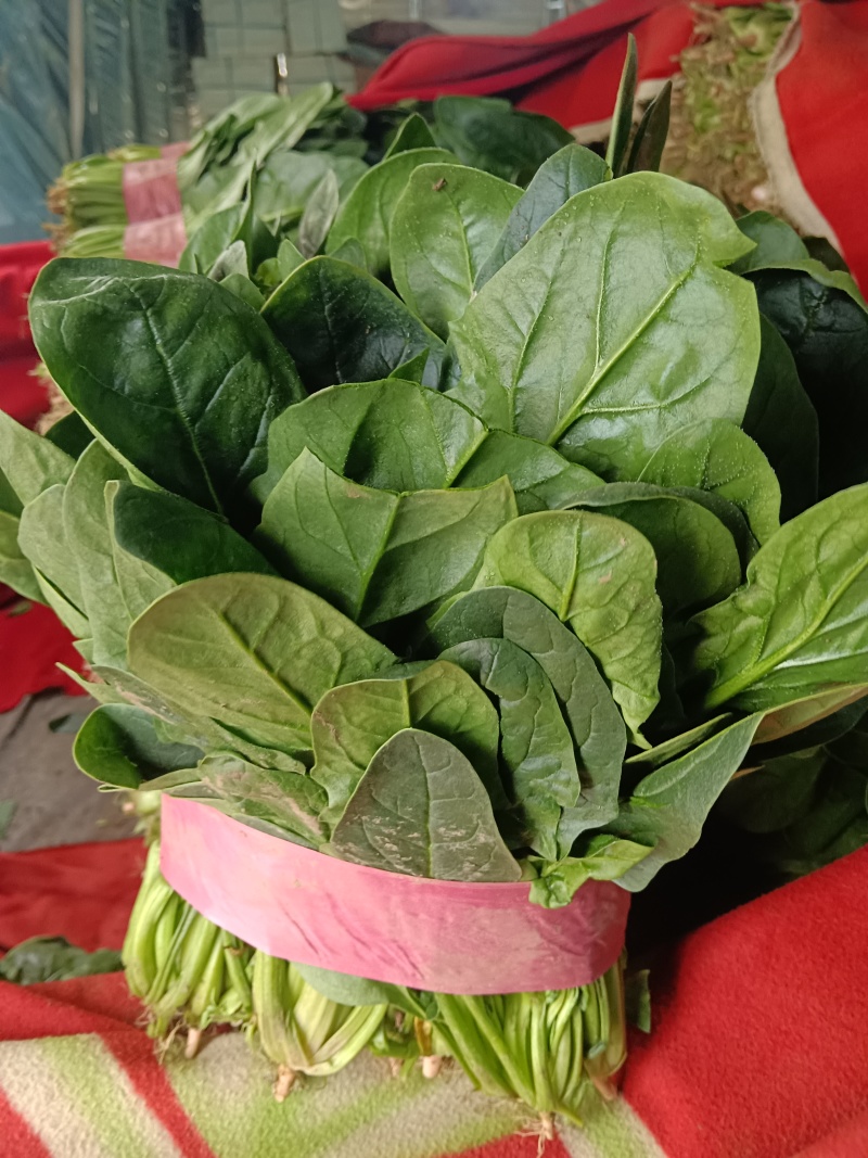 大叶菠菜