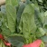 大叶菠菜