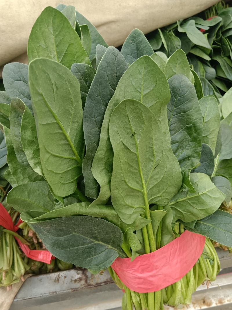 大叶菠菜