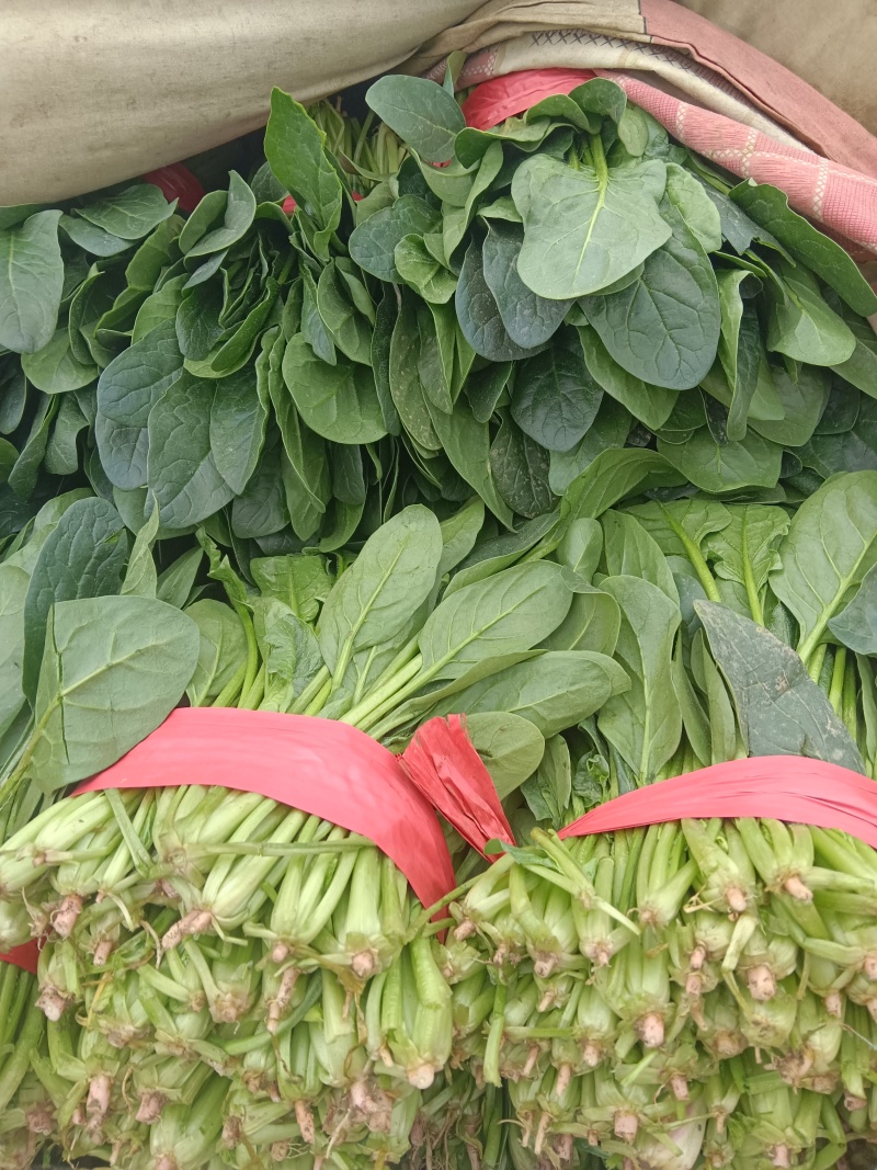 大叶菠菜