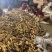福建建瓯雷笋，竹笋，冬笋，现挖现摘，油闷竹笋