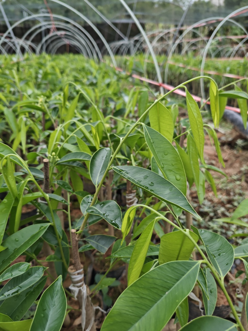 沉香奇楠苗金沙叶树心油香脉西瓜叶