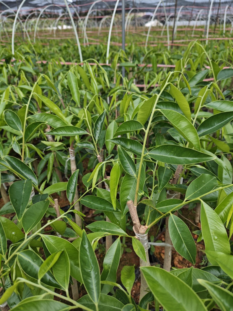 沉香奇楠苗金沙叶树心油香脉西瓜叶