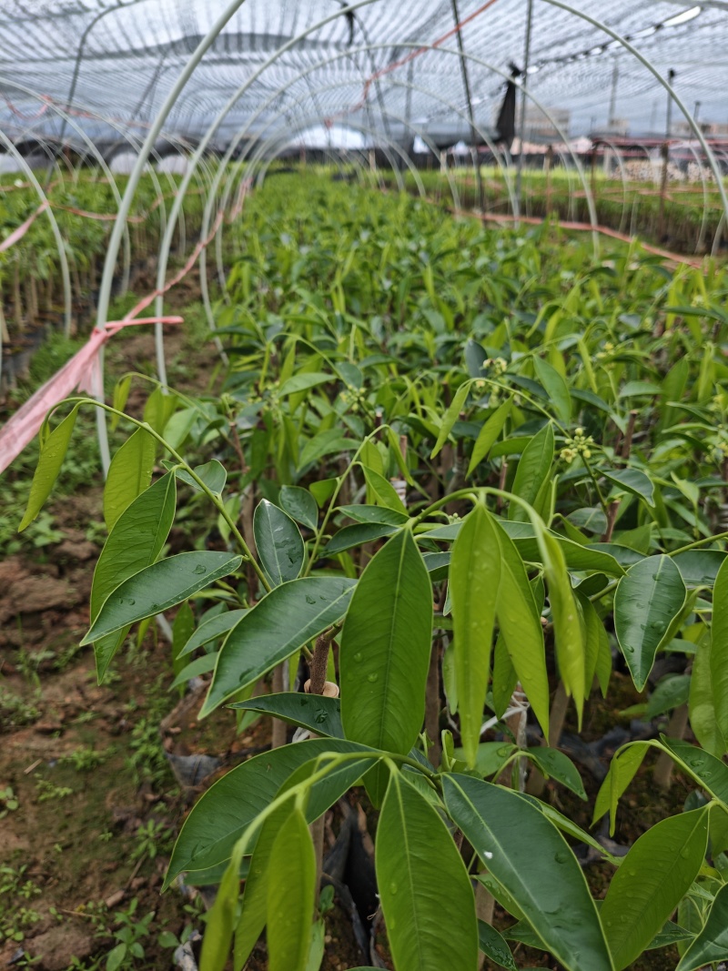 沉香奇楠苗金沙叶树心油香脉西瓜叶