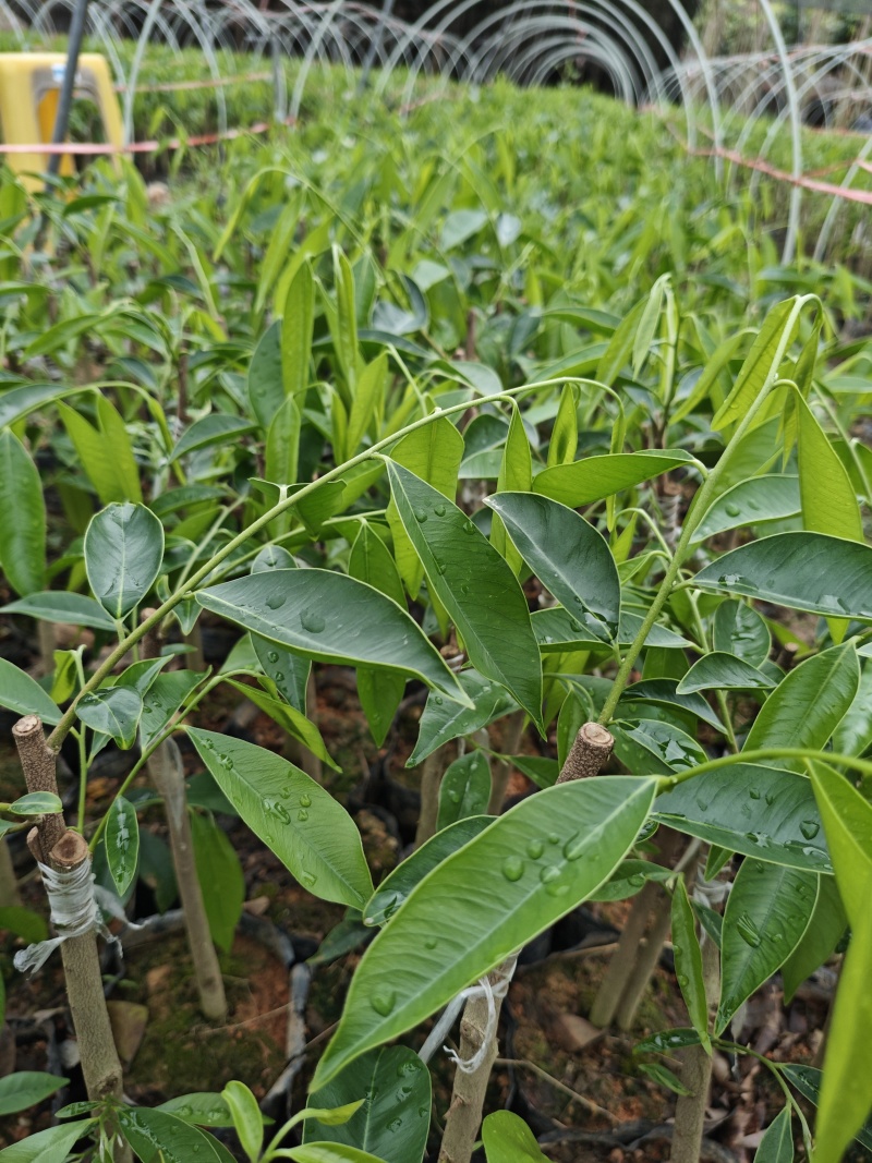 沉香奇楠苗金沙叶树心油香脉西瓜叶