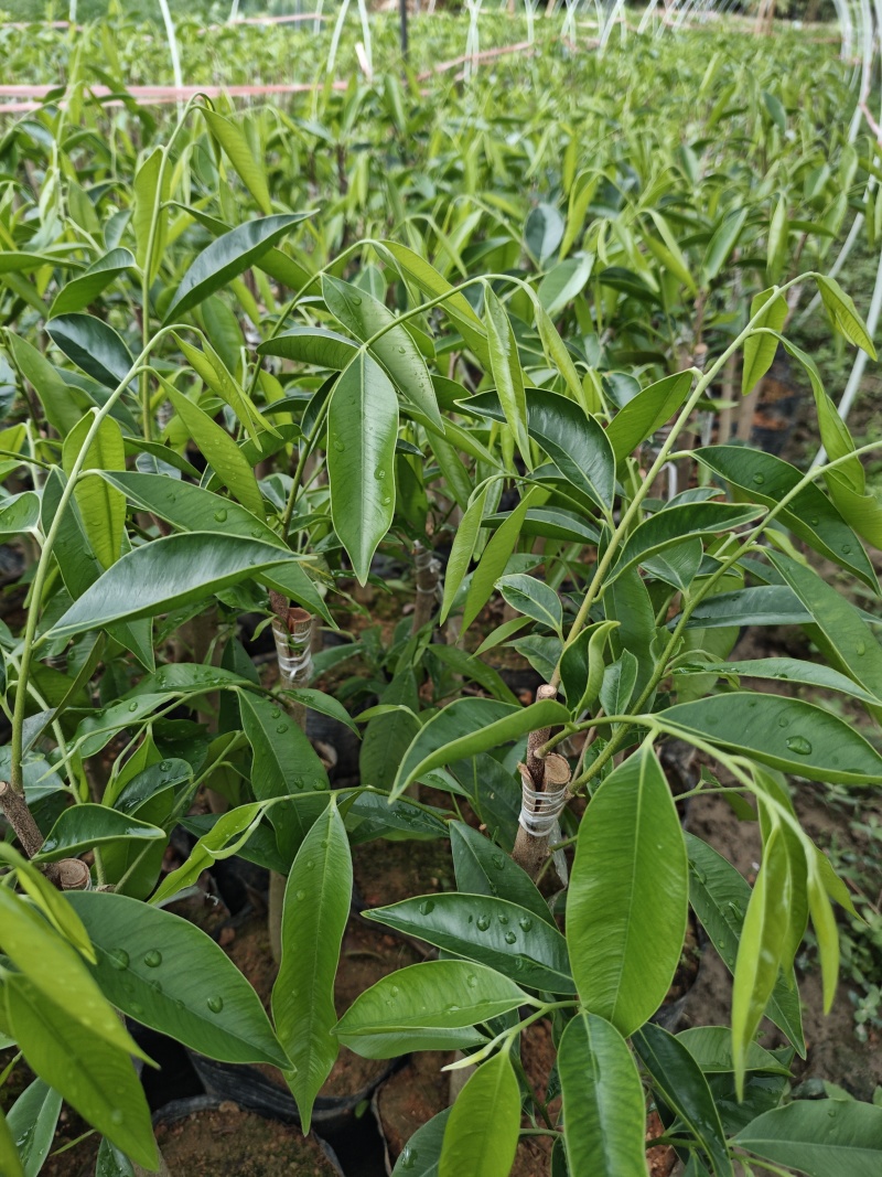 沉香奇楠苗金沙叶树心油香脉西瓜叶