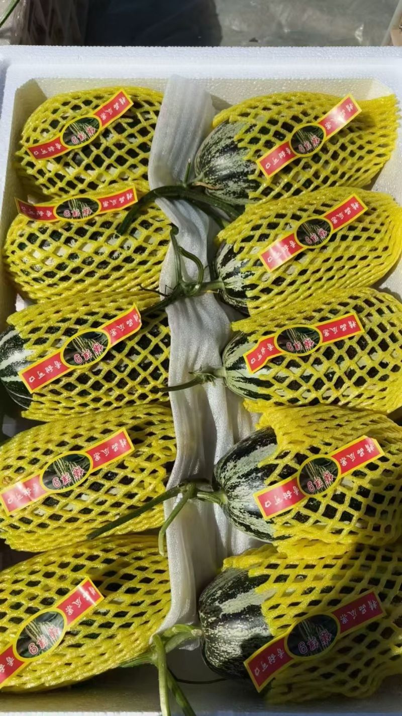 博洋九