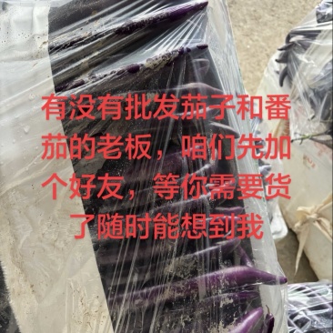 茄子，长茄，