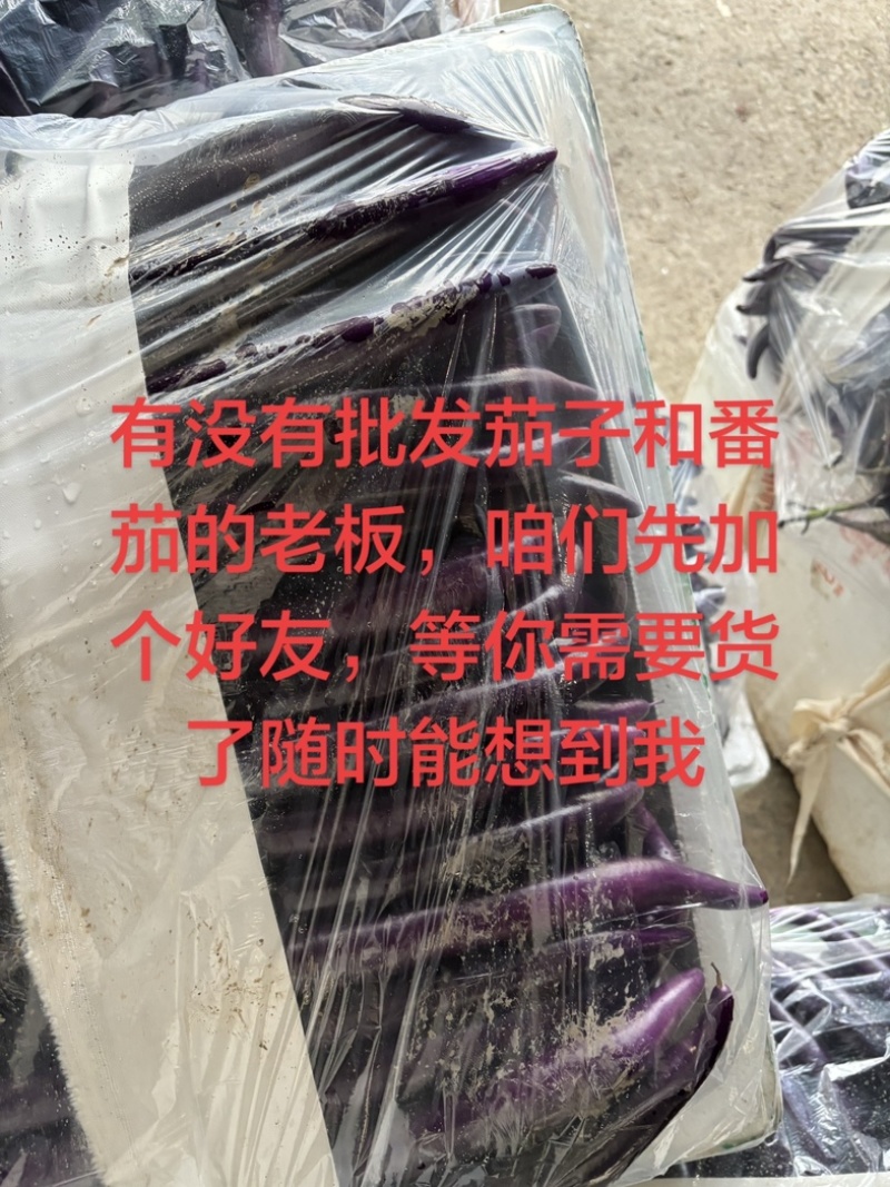 茄子，长茄，