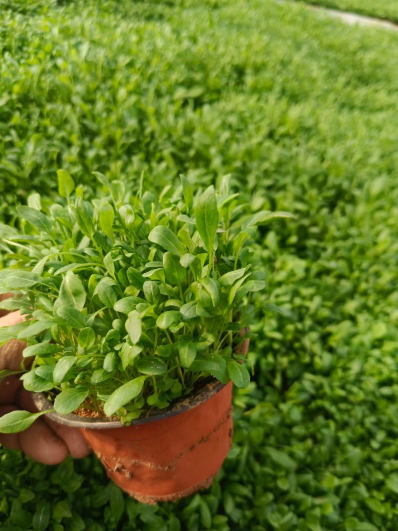 美丽月见草