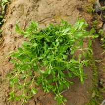 姬岩垂草