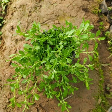 姬岩垂草