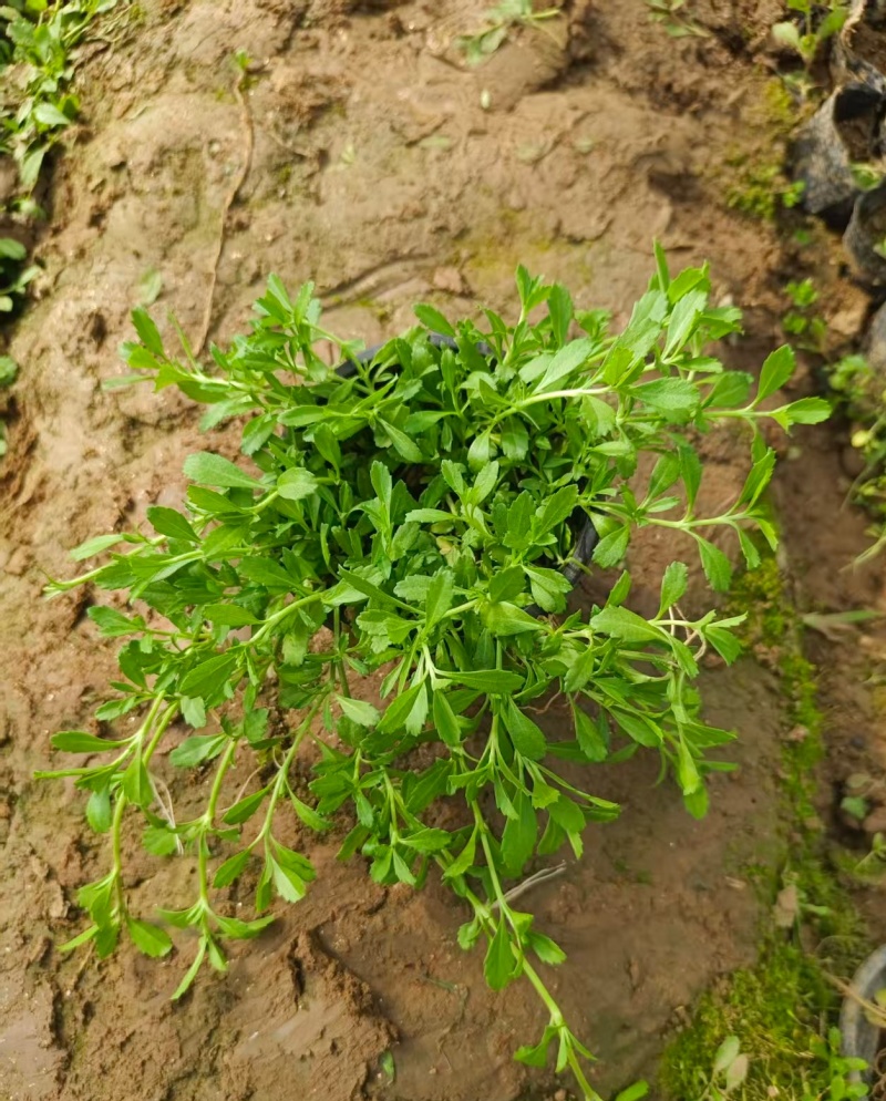姬岩垂草