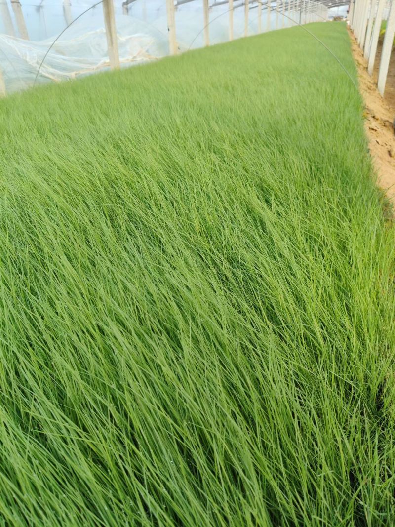 粉黛乱子草