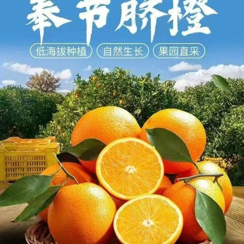 奉节脐橙